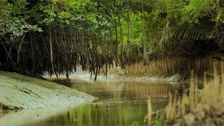 Wildlife of India: 10 best locations