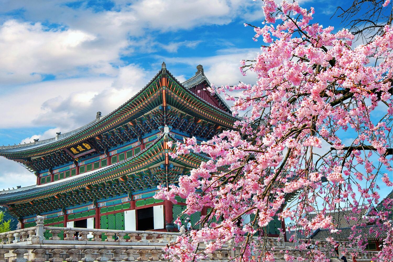 cherry blossom