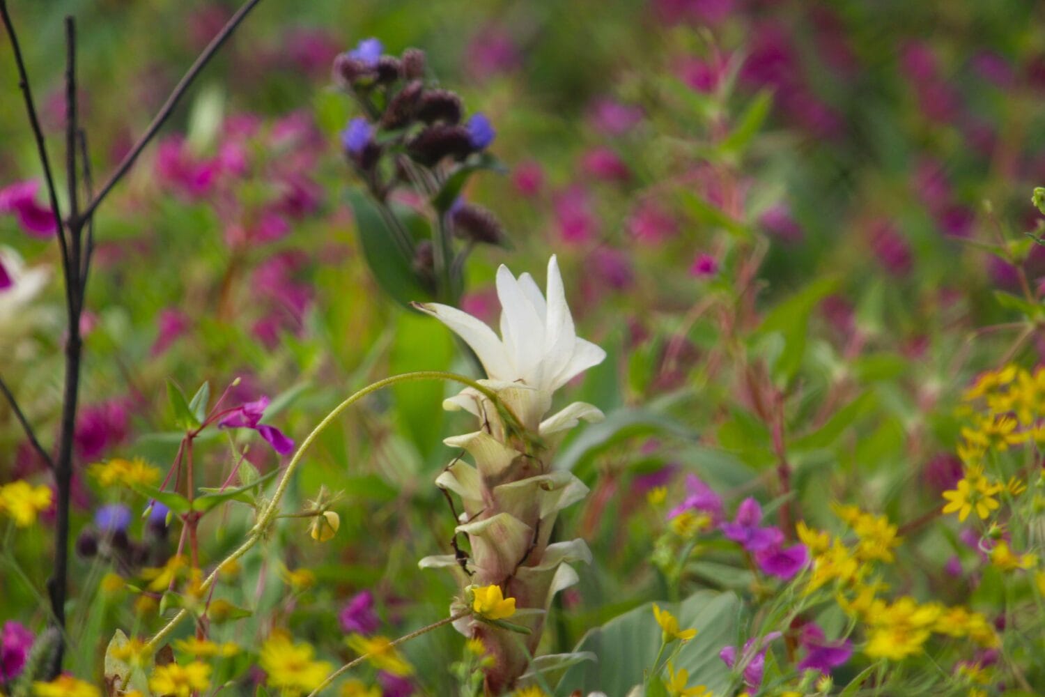 Kaas Plateau