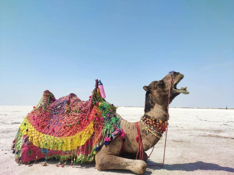 Rann of Kutch Festival Dates & Travel Guide 2024-25: Everything You Need to Know