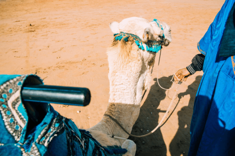 What is Rann of Kutch Festival? Everything You Need to Know