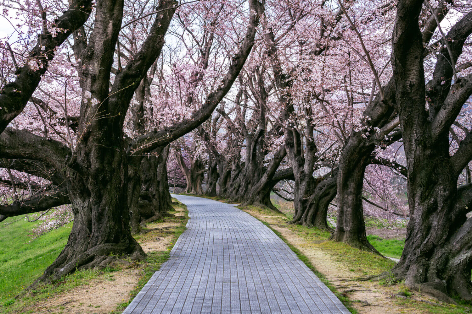 cherry blossom time in japan