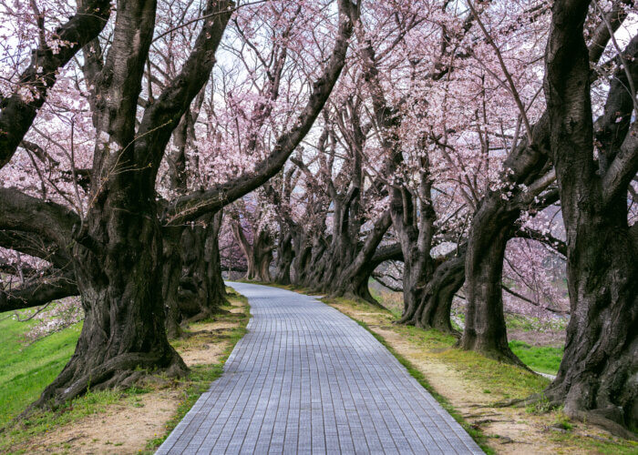 cherry blossom time in japan